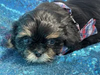 Dobie male, a male Shih Tzu for sale in Middletown, OH – 4 of 10