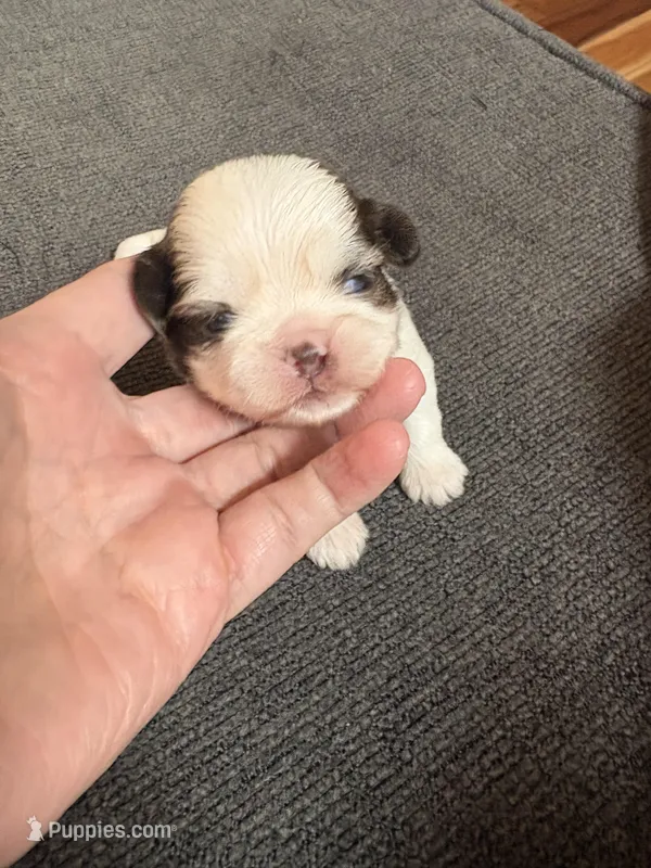 Akc female – Shih Tzu puppy for sale in Middletown, OH