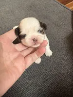 Akc female, a female Shih Tzu for sale in Middletown, OH – Photo 1 of 2