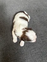 Akc female, a female Shih Tzu for sale in Middletown, OH – Photo 2 of 2