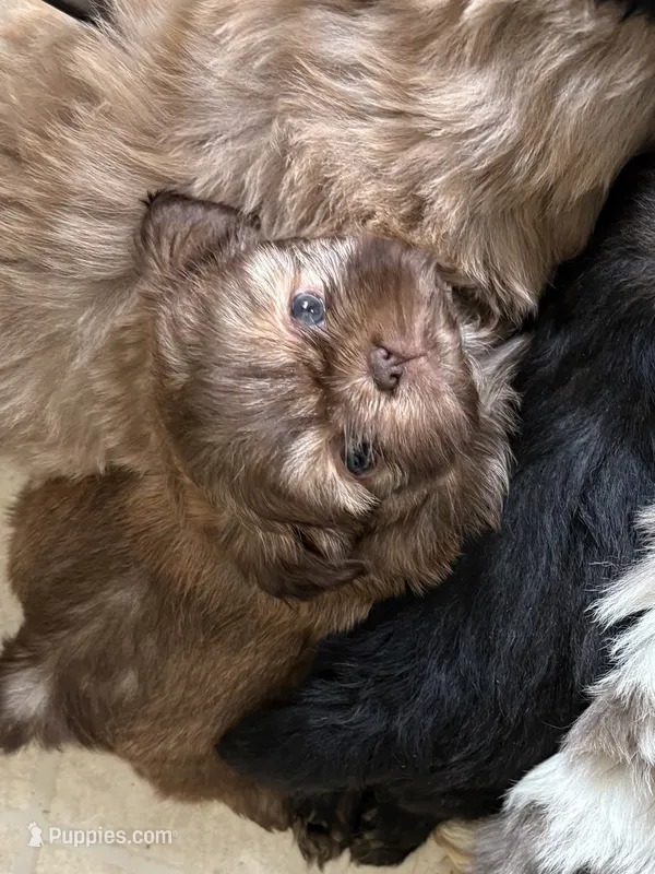 Red female  – Shih Tzu puppy for sale in Middletown, OH