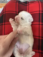 Akc pearl, a female Shih Tzu for sale in Middletown, OH – Photo 2 of 2