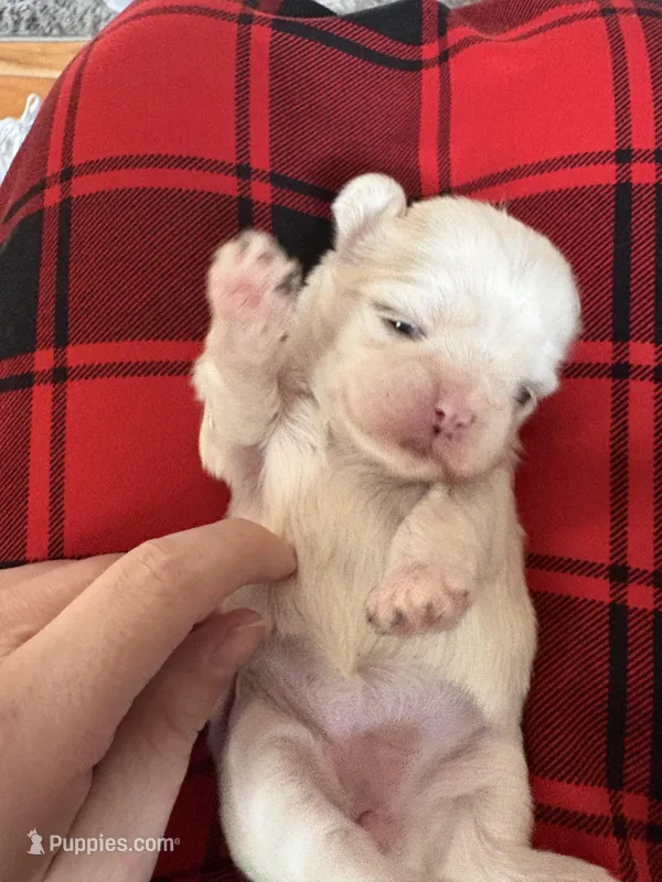 Akc pearl – Shih Tzu puppy for sale in Middletown, OH
