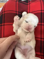 Akc pearl, a female Shih Tzu for sale in Middletown, OH – Photo 1 of 2