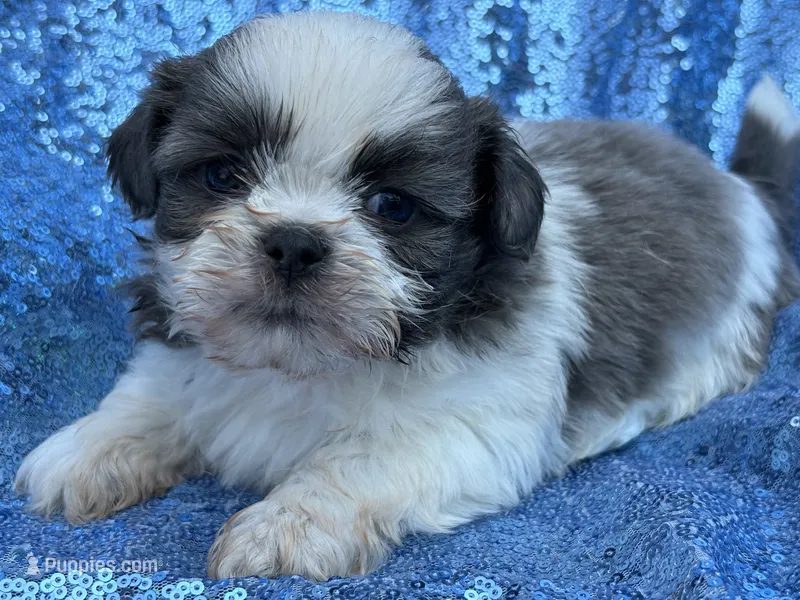 Blue n white male – Shih Tzu puppy for sale in Middletown, OH