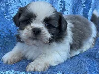 Blue n white male, a male Shih Tzu for sale in Middletown, OH – 2 of 4