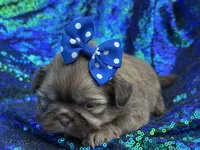 Red female , a female Shih Tzu for sale in Middletown, OH – 2 of 3