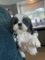 Akc blue male , a male Shih Tzu for sale in Middletown, OH – 7 of 8