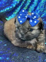 Small red female, a female Shih Tzu for sale in Middletown, OH – 2 of 4