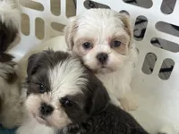 Akc blue male , a male Shih Tzu for sale in Middletown, OH – 3 of 8