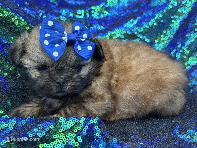 Small red female – Shih Tzu puppy on hold in Middletown, OH