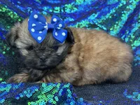 Small red female, a female Shih Tzu for sale in Middletown, OH – 1 of 4