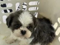 Akc blue male , a male Shih Tzu for sale in Middletown, OH – 5 of 8