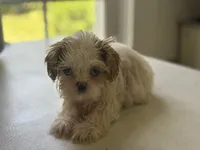 Akc pearl, a female Shih Tzu for sale in Middletown, OH – 6 of 7