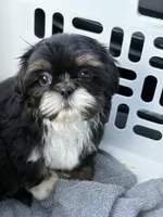 Dobie male, a male Shih Tzu for sale in Middletown, OH – 8 of 10