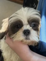 Akc blue male , a male Shih Tzu for sale in Middletown, OH – 1 of 2