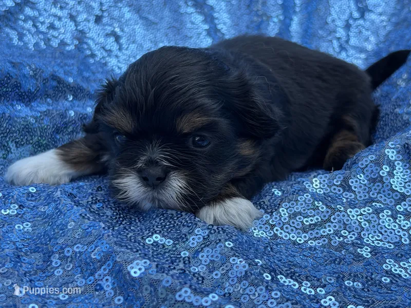 Dobie male – Shih Tzu puppy for sale in Middletown, OH