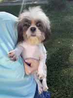 Akc blue male , a male Shih Tzu for sale in Middletown, OH – 4 of 4