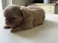 Lavender male, a male Shih Tzu for sale in Middletown, OH – 2 of 2