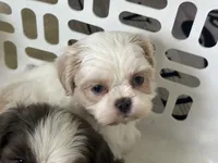 Akc opal, a female Shih Tzu for sale in Middletown, OH – 2 of 3