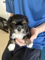 Dobie male, a male Shih Tzu for sale in Middletown, OH – 3 of 10