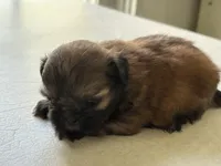 Small red female, a female Shih Tzu for sale in Middletown, OH – 2 of 2