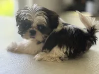 Akc bitty baby, a female Shih Tzu for sale in Middletown, OH – 5 of 5