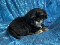 Dobie male, a male Shih Tzu for sale in Middletown, OH – 5 of 10