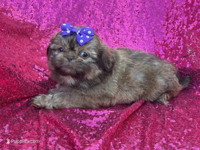 Red female  – Shih Tzu puppy for sale in Middletown, OH