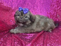 Red female , a female Shih Tzu for sale in Middletown, OH – 2 of 7