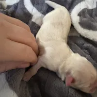 Akc pearl, a female Shih Tzu for sale in Middletown, OH – Photo 2 of 2