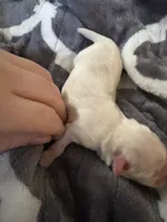 Akc pearl, a female Shih Tzu for sale in Middletown, OH – Photo 2 of 2