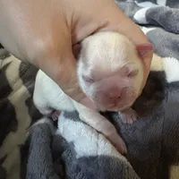 Akc pearl, a female Shih Tzu for sale in Middletown, OH – Photo 1 of 2