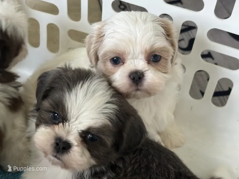 Akc opal – Shih Tzu puppy for sale in Middletown, OH