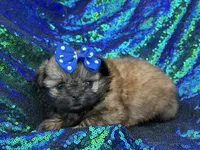 Small red female, a female Shih Tzu for sale in Middletown, OH – 4 of 4
