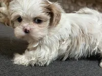 Akc pearl, a female Shih Tzu for sale in Middletown, OH – 2 of 7