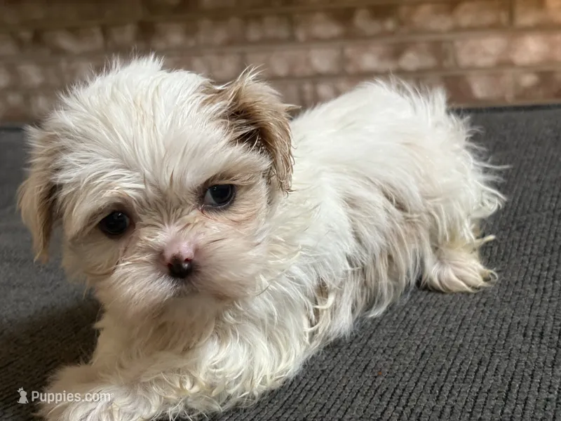 Akc pearl – Shih Tzu puppy for sale in Middletown, OH