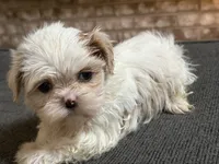 Akc pearl, a female Shih Tzu for sale in Middletown, OH – 1 of 7