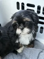Dobie male, a male Shih Tzu for sale in Middletown, OH – 10 of 10
