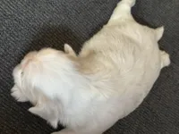 Akc opal, a female Shih Tzu for sale in Middletown, OH – Photo 3 of 3