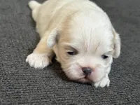 Akc opal, a female Shih Tzu for sale in Middletown, OH – Photo 1 of 3