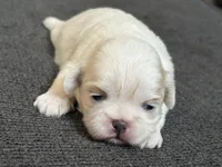 Akc opal, a female Shih Tzu for sale in Middletown, OH – Photo 2 of 3