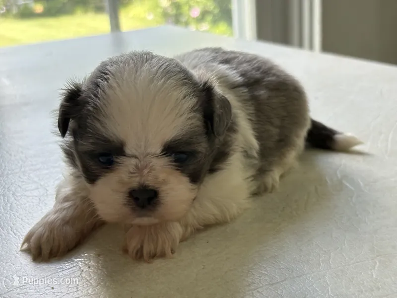 Blue n white male – Shih Tzu puppy for sale in Middletown, OH