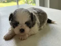 Blue n white male, a male Shih Tzu for sale in Middletown, OH – 1 of 1