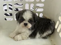 Akc blue male , a male Shih Tzu for sale in Middletown, OH – 4 of 8