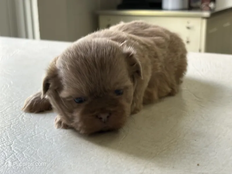 Lavender male – Shih Tzu puppy for sale in Middletown, OH