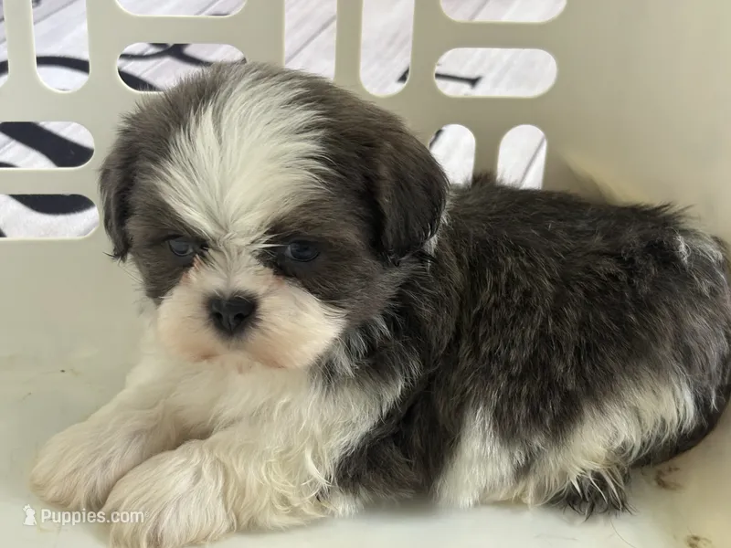 Akc blue male  – Shih Tzu puppy for sale in Middletown, OH