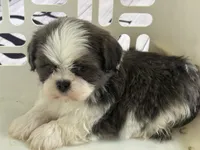 Akc blue male , a male Shih Tzu for sale in Middletown, OH – 2 of 8