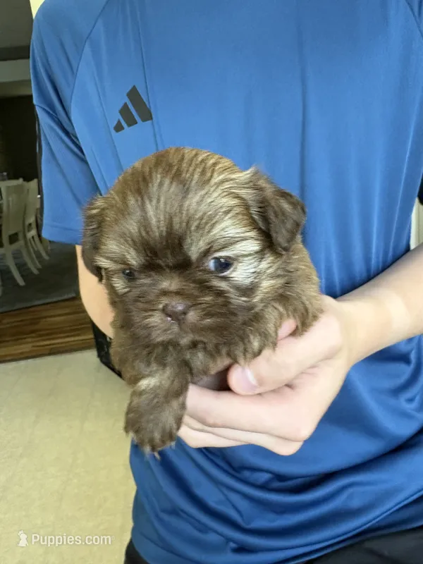 Red female  – Shih Tzu puppy for sale in Middletown, OH