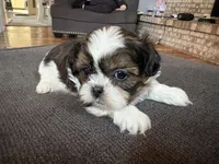 Boy, a male Shih Tzu for sale in Middletown, OH – Photo 1 of 2